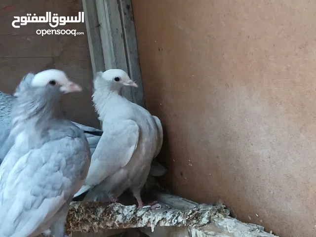 السلام عليكم كوبيه حمام قولد هزاز ونفخا حاجه ربي يبارك