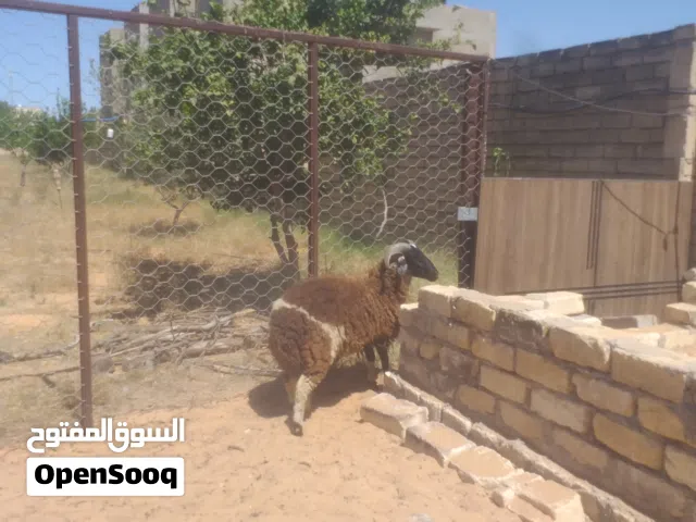 خروف ثني ربي يبارك ماشالله
