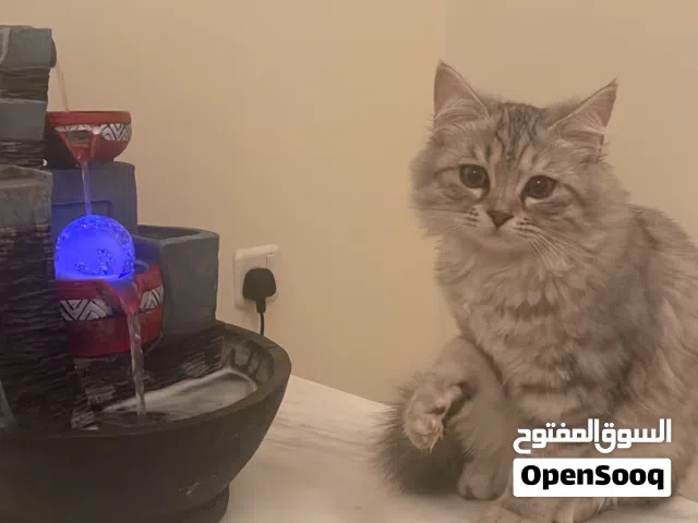 قطه كيوت للبيع بسعر مناسب