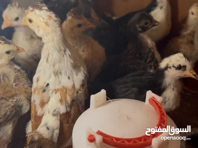 كتاكيت افرك كويتي وياهن مطوكات سعر زوج 15 ماخذات التهاب صره العمر 21 يوم