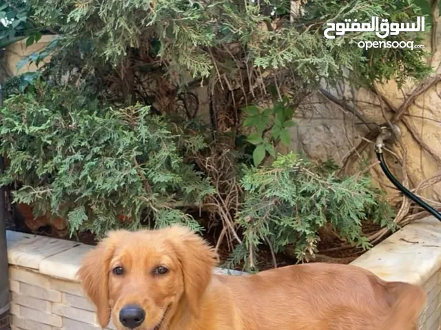 Golden Retriever جولدن ريتري