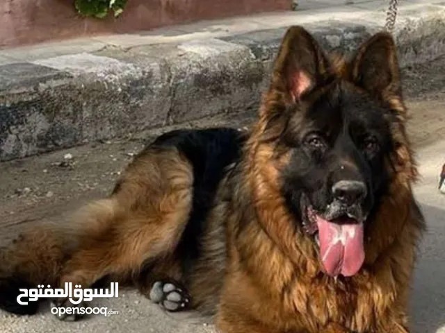 ذكر وانثي جيرمان شيبرد شو لاين