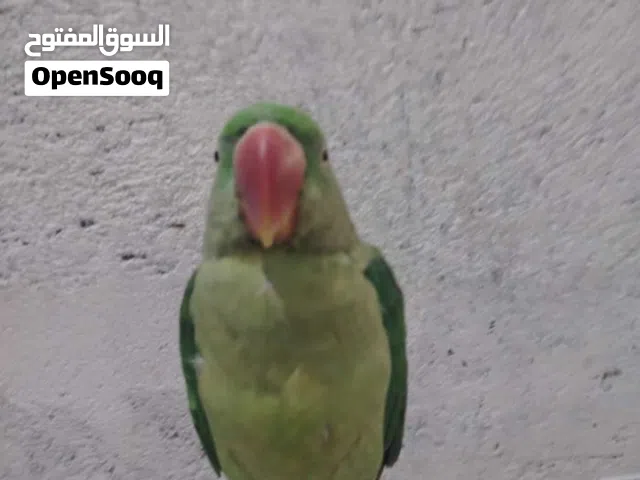بقبقا مروس بدراجه شحن ار تسعه او بيع 400 وبيها مجال