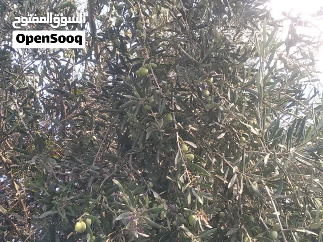 160 m2 3 Bedrooms Apartments for Rent in Tripoli Al-Serraj