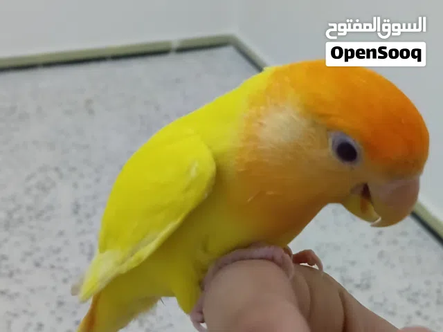 سلام عليكم متوفر روز اورنج امروض داخلي بس  السعر200 المكان مصراته  يلي يبي فيديو لي ايجي خاص