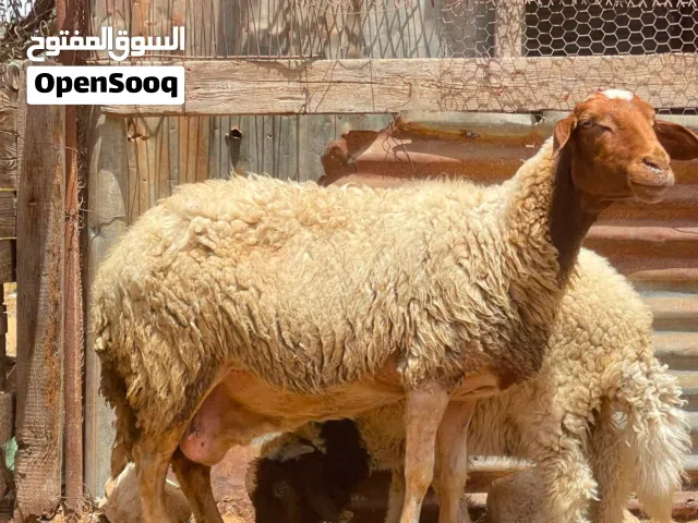 نعجة والد حولي ذكرا للبيع