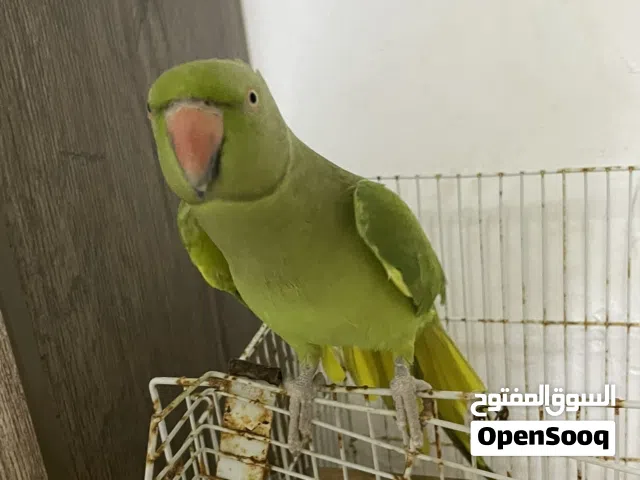 بغبغاء الدره متكلم