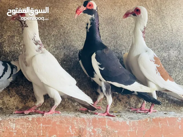 حمام انواع بغدادي للبدل ع عصافير او جاج بلدي