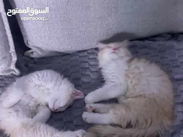 KITTENS FOR ADOPTION (FOR FREE)