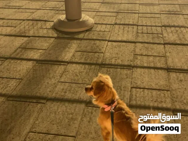 جلاب مالتيز و قولدن مكس ويا نقانق