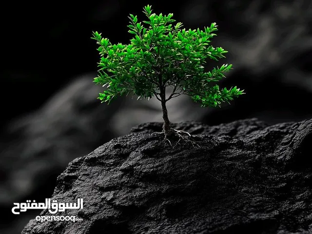 مطلوب حمام لوت نظيف من ابو الخصيب وجبه رايد