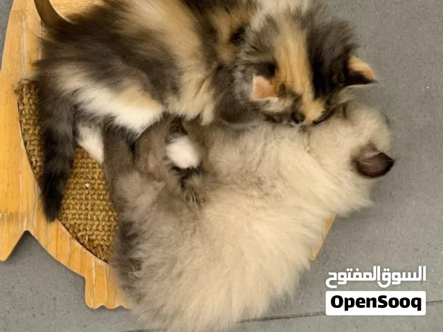 للبيع كتنز و ذكر سكوتش فولد وذكر شيرازي