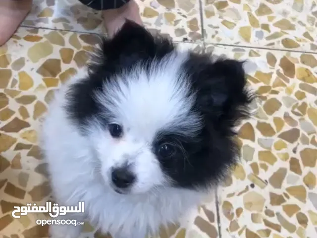 كلب مني بو بصحه جيده جدن العمر 3 ونص شهر