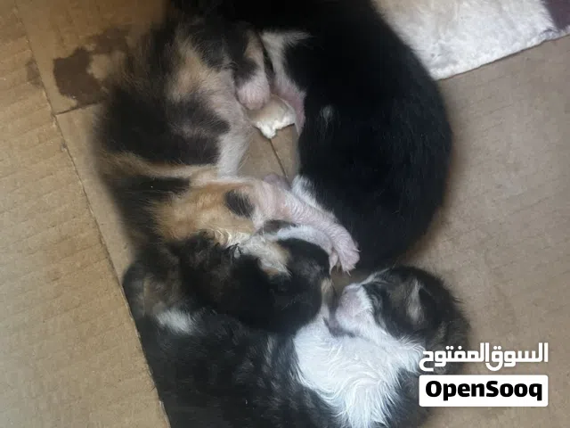 سلام عليكم قطط للتبني