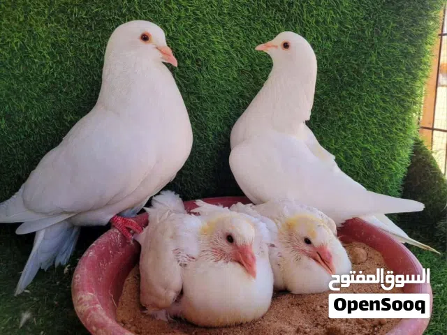 حمام فرتساوي لاحم