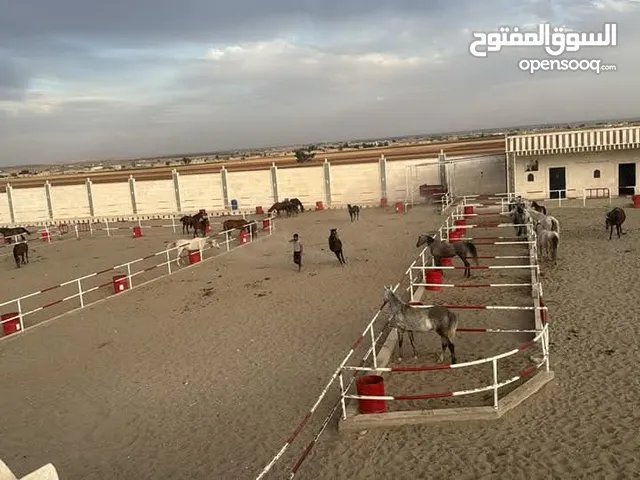 فرس عربيه بدويه طيبه العمر 9 سنوات وسط خيل طيبة من الخيل القديم