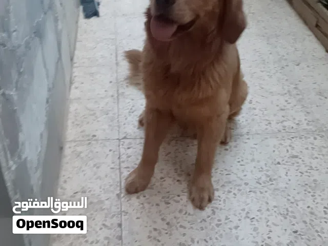 جولدن اليف وحنون