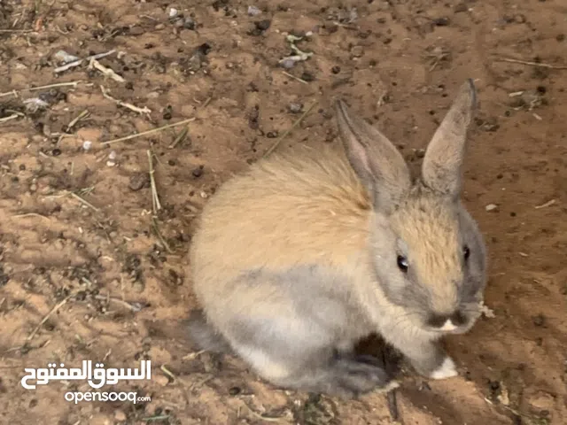 أرانب السيامي الغير موجوده في ليبيا نوادر