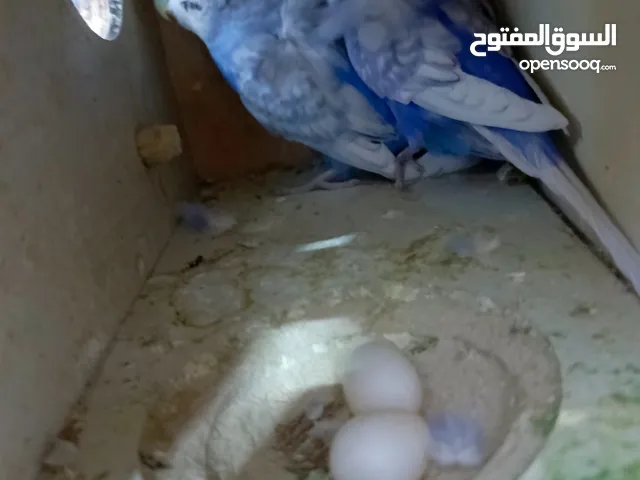 السلام عليكم متاح زوج طيور حب هاجرمو تركيبة رينبو فول وردات جواهن بيض طيور عراقيات امايات سعرهن همة