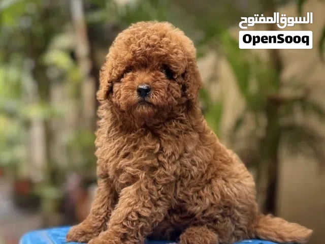 Toy poodle