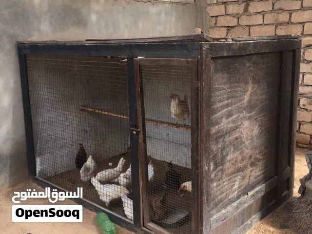براكة دجاج او شي اخر