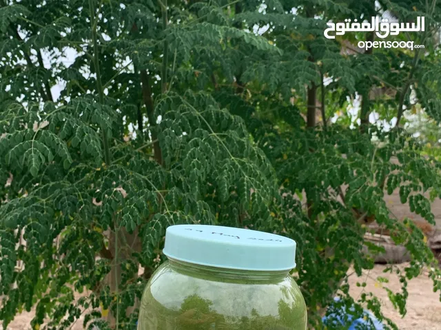 Moringa powder (100% pure and organic) for sale / مسحوق المورينغا العضوي