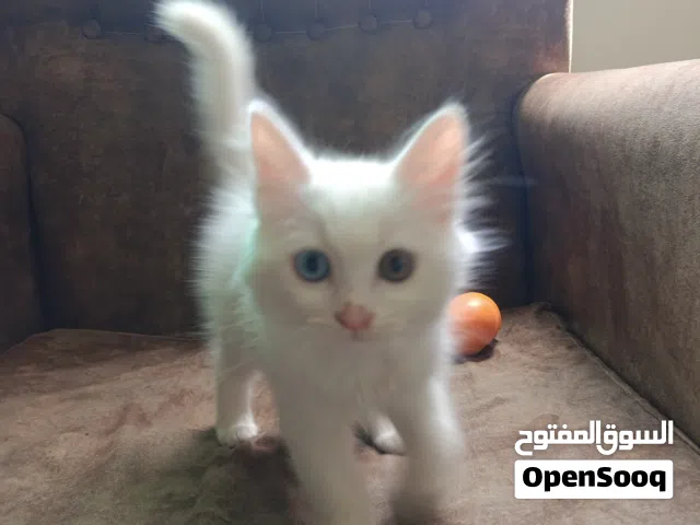 قطه انثي عمرها شهرين