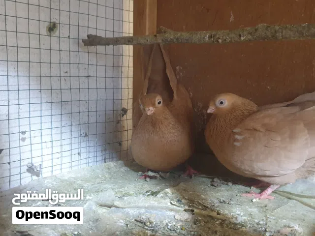 حمام فول موصفات