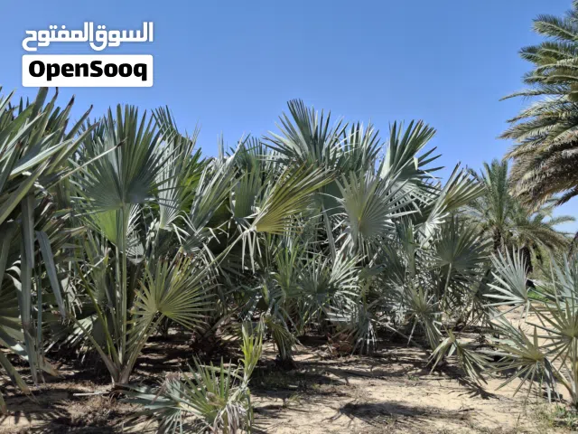 Bismarkia palm trees for Sale
