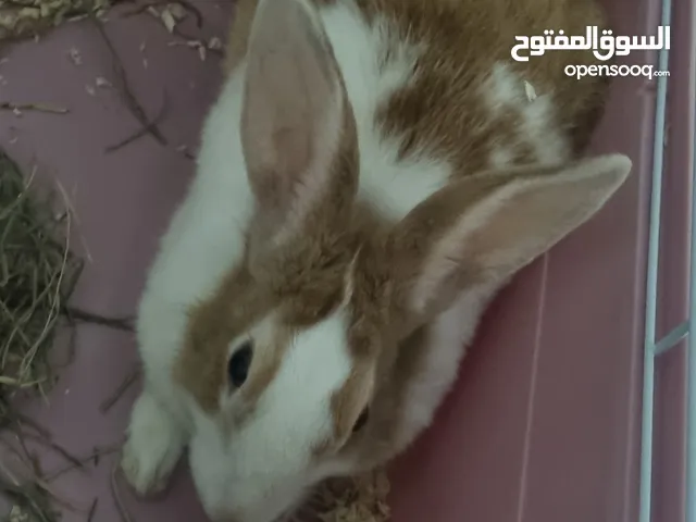 أرنب عماني