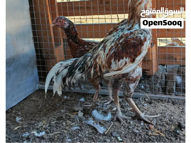 ديك ميوالي للبيع فقط