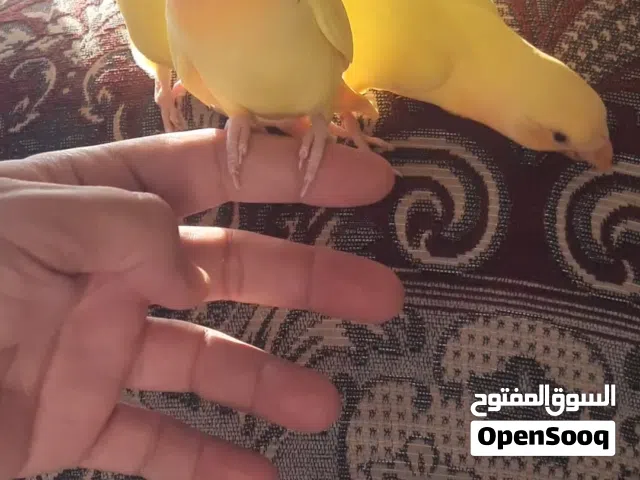 متوفر 4 حبات روز لاتينو أليفات ياكلن أرواحهم طيران داخلي، 200 درهم للواحد قابل للتفاوض بالمعقول