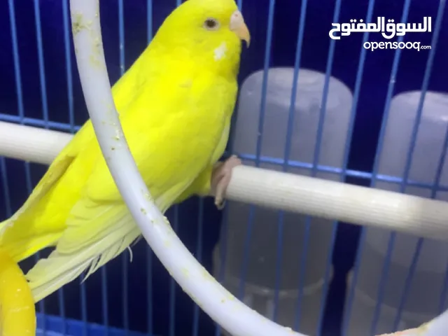 عصفور بادجي البينو عيون حمرا