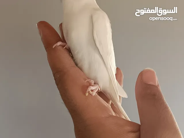 بيع طير حب