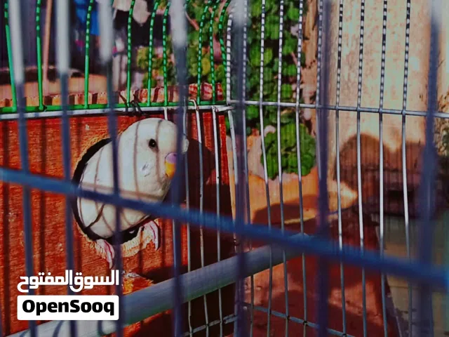 السلام عليكم  كوبية انجليزي لا قوة الا بالله الكوبيه مكينه في الانتاح  امفرخه اكتر من مره اقر الوصف