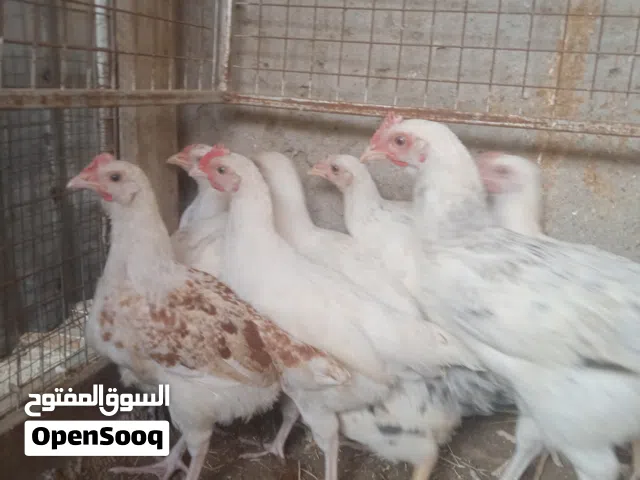 ....اقرا الستماره موقعي لوى...