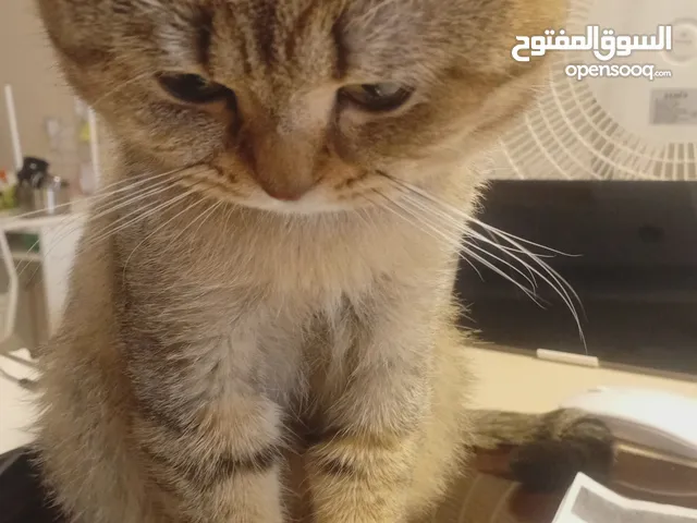 قط للتبني لطيف