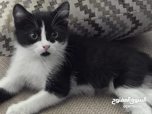 قط شيرازي ابيض واسود للبيع مع اغراضه