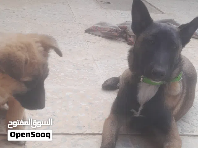 زوز دكر ونتايه ونتايه ربي يبارك عندها شراسه شوي تغنيجه مواصفات ربي يبارك