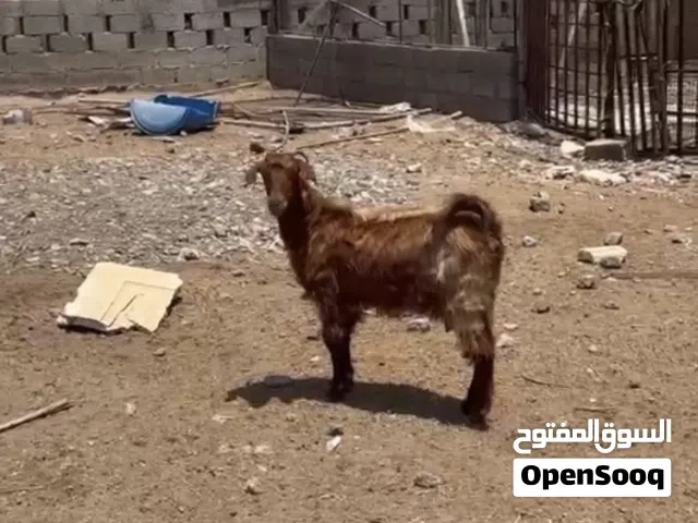 صخله وحليب وافر