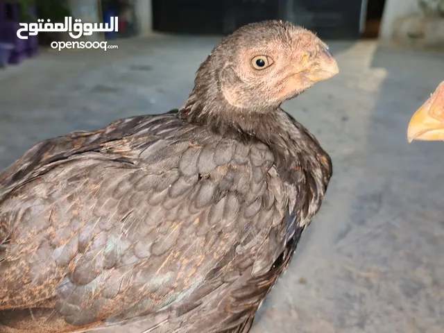 فراخ الماني اربعه