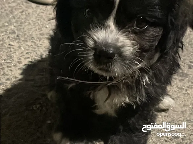 جروين مالتيز للبدل على بغباء