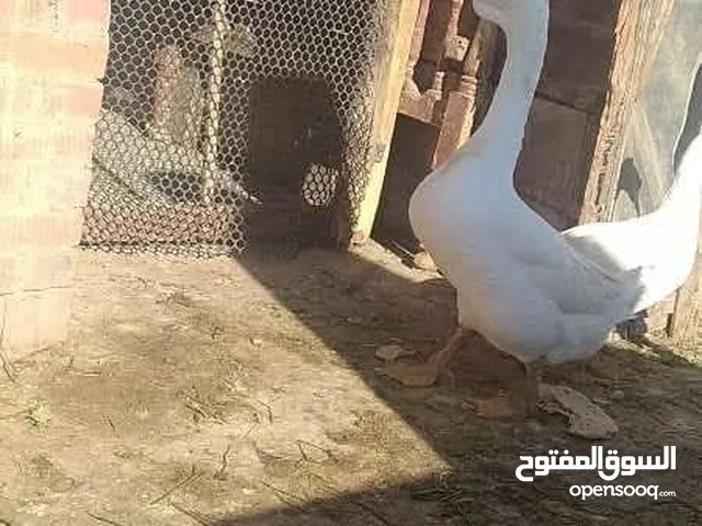 وز اوروبي مستورد