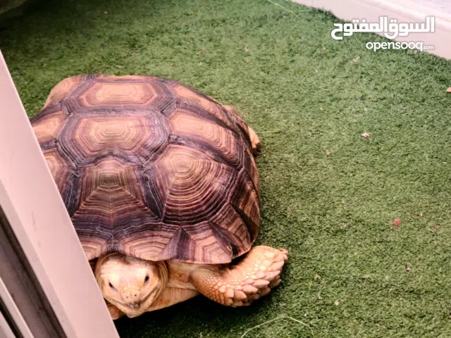 Teenage female African spurred tortoise, Sulcata, 14 years old, well sized