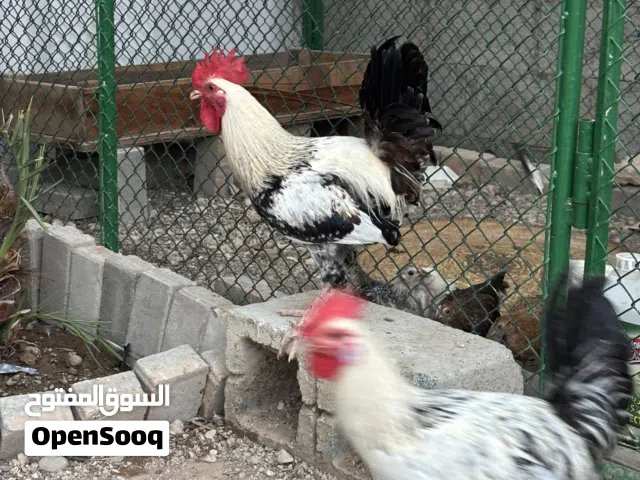 ديك محلي للبيع خذ 4 الخامس مجاناً