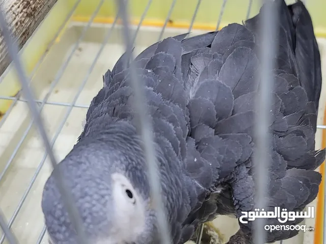 ببغاء للبيع نص ترويض