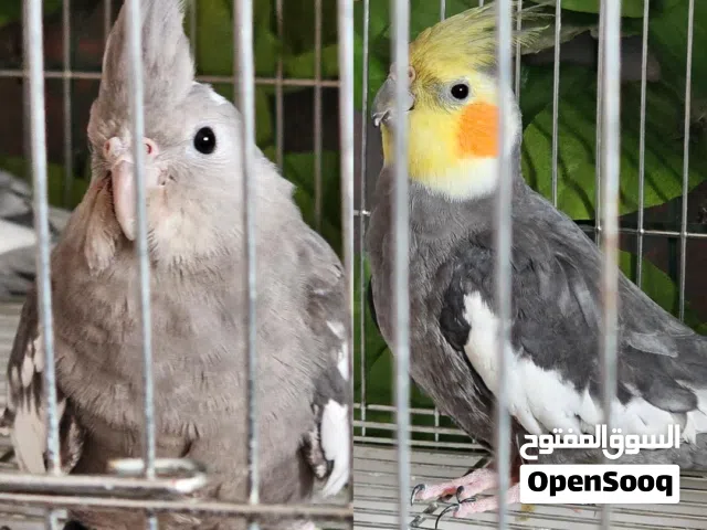 جوز كوكتيل(كروان) جاهز للإنتاج