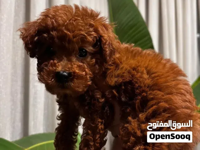 عباره عن لعبه بمعنى الكلمه toy podlle