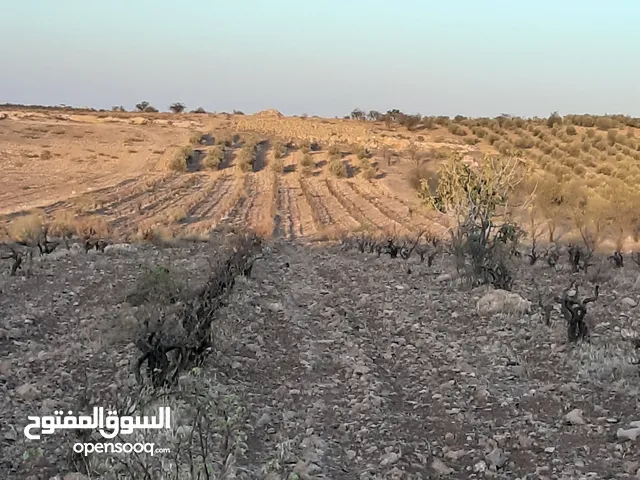 ارض زراعيه منتجة