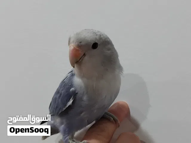 ببغاء روز للبيع